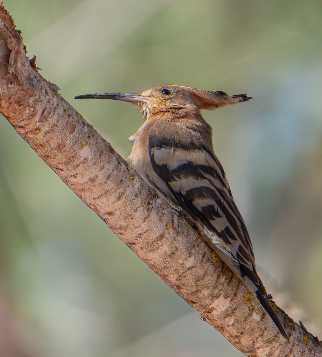 Common Hoopoe - ML644275142