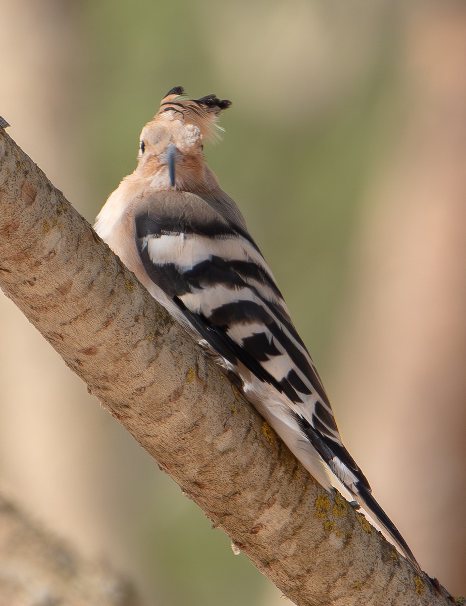 Common Hoopoe - ML644275147