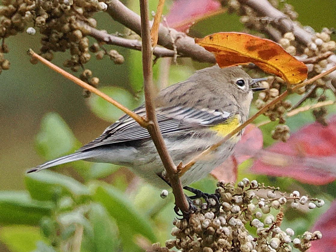 Paruline à croupion jaune - ML644275151