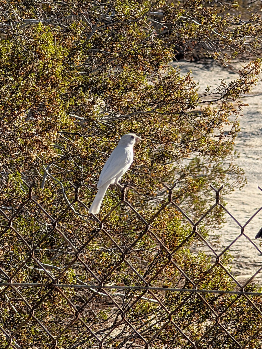 House Finch - ML644275154