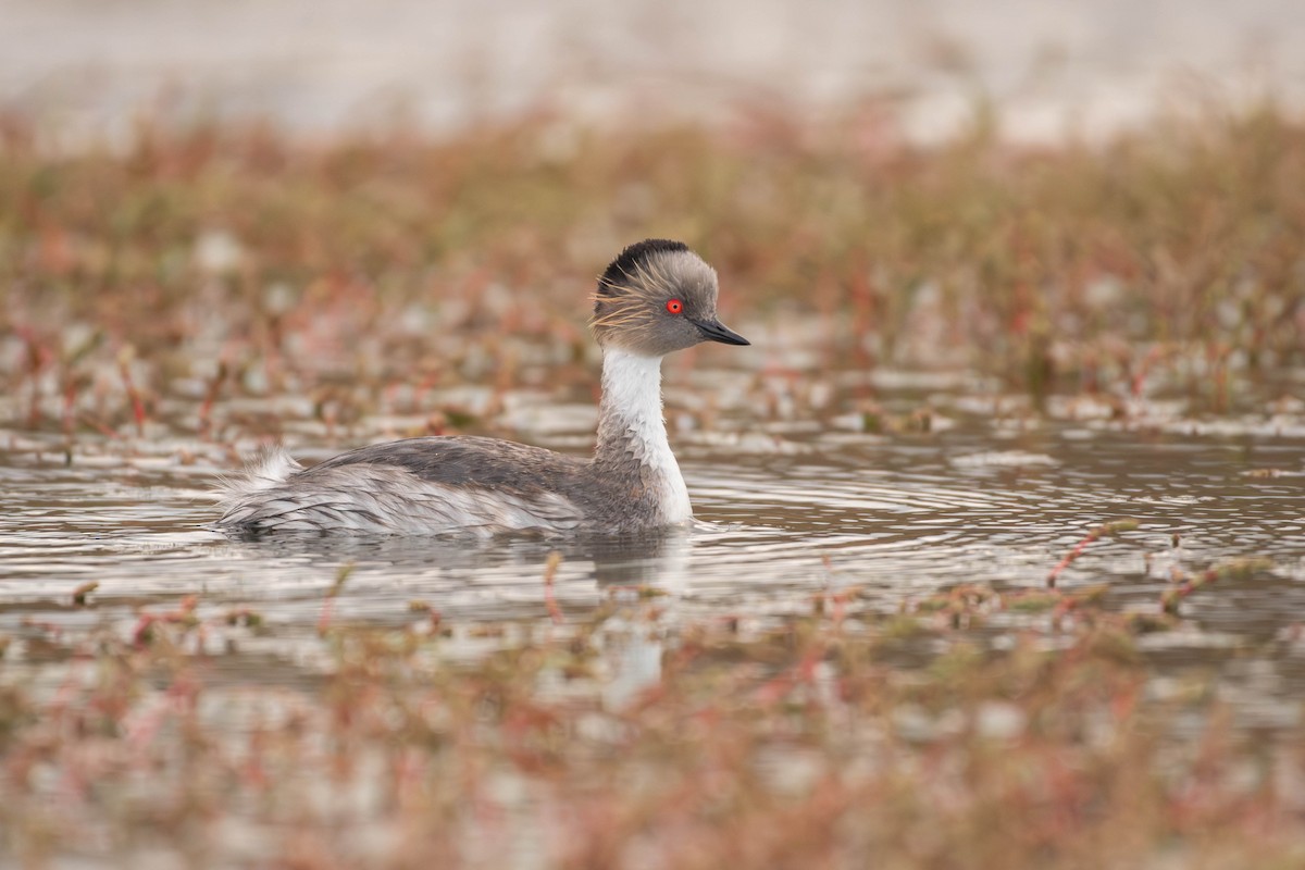 Silvery Grebe - ML644275155