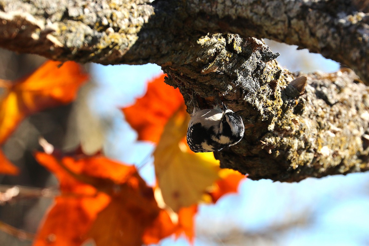 Downy Woodpecker - ML644275166