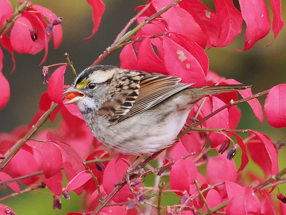 Bruant à gorge blanche - ML644275169
