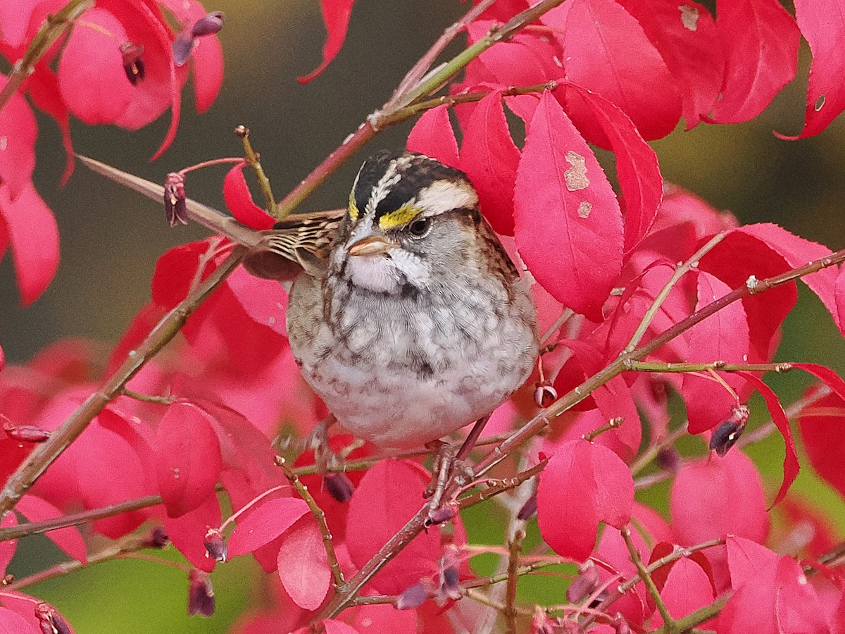 Bruant à gorge blanche - ML644275170