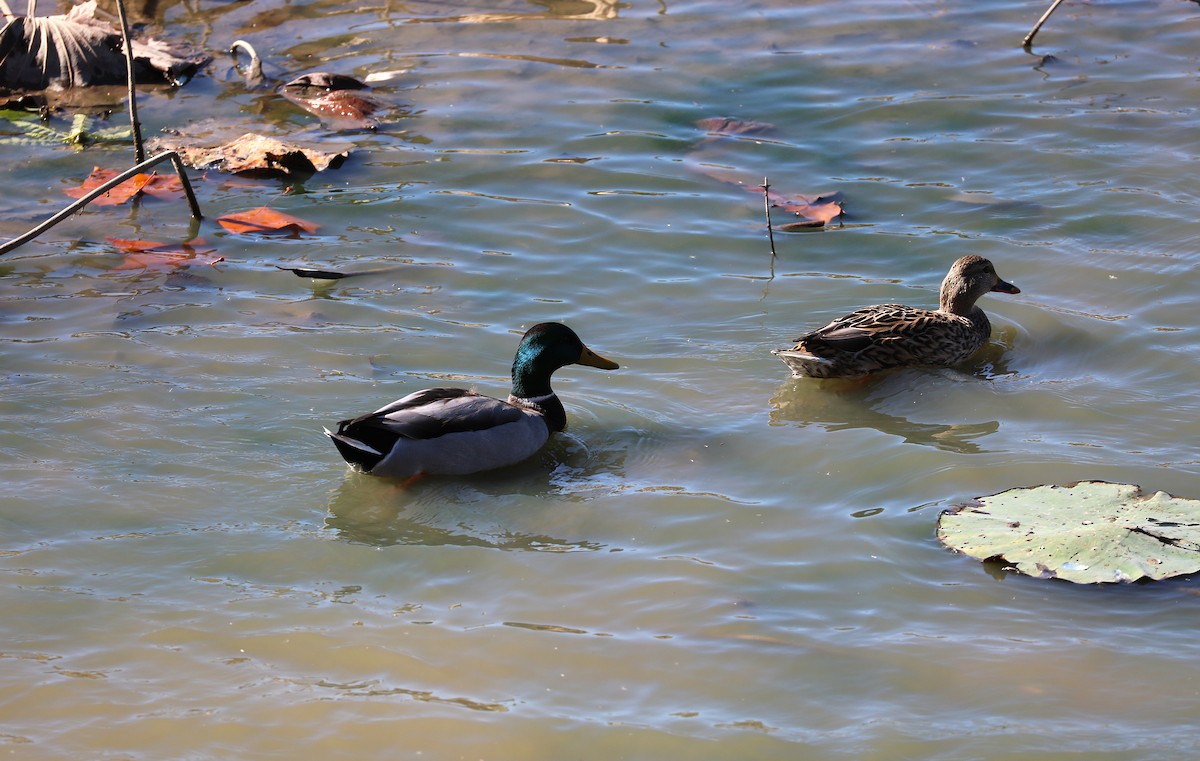 Зэрлэг нугас - ML644275196