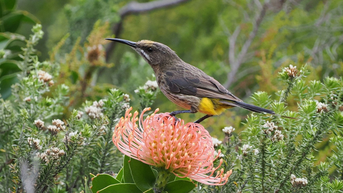 Cape Sugarbird - ML644275199