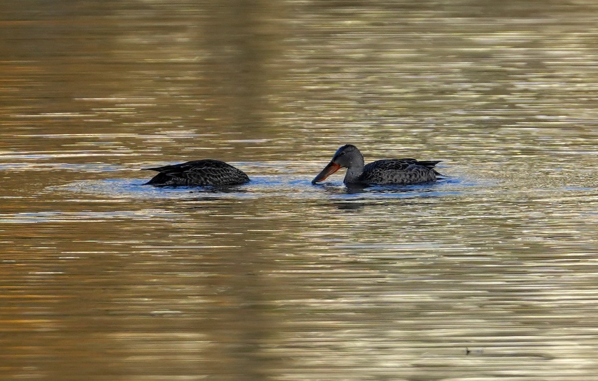 Northern Shoveler - ML644275215