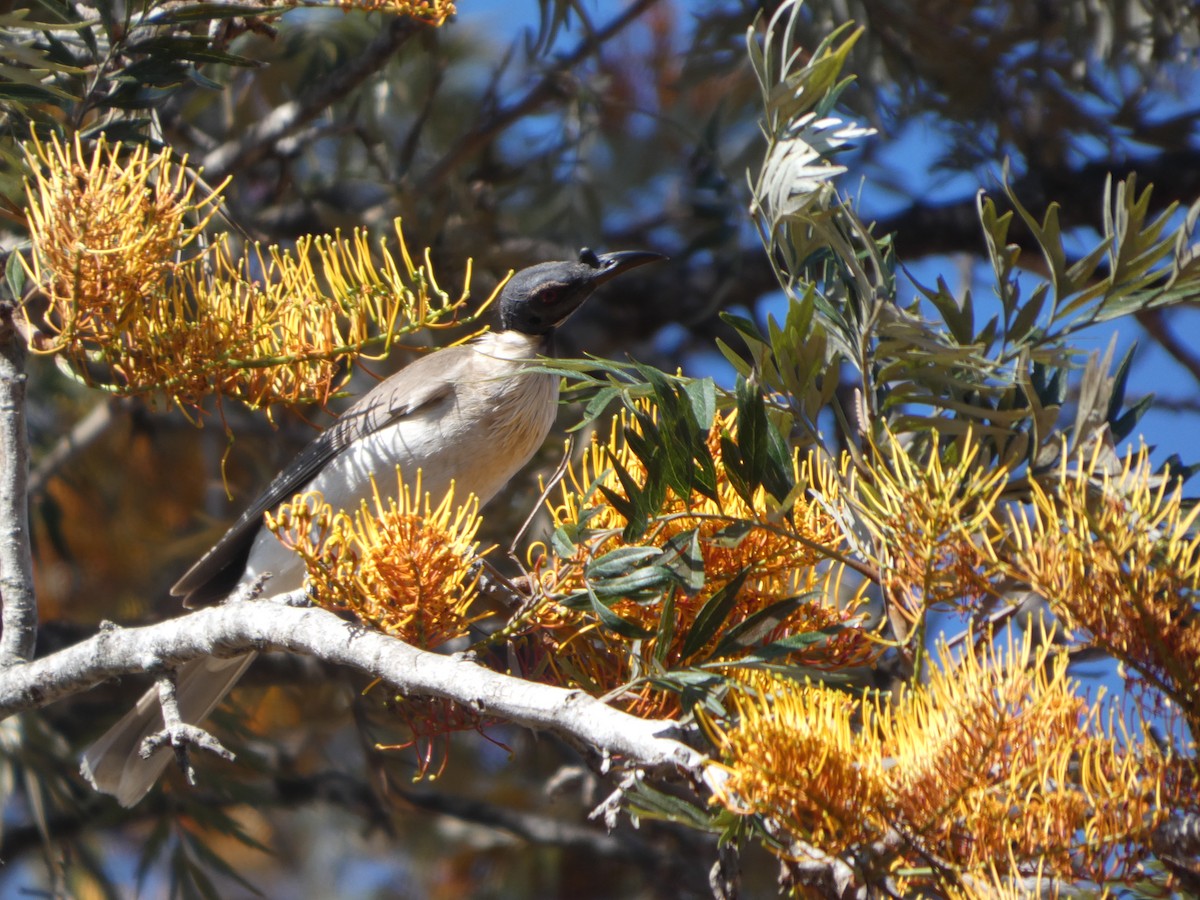 Noisy Friarbird - ML644275219