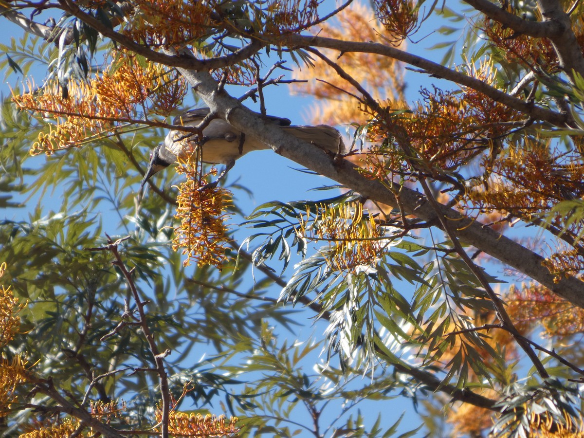 Noisy Friarbird - ML644275220