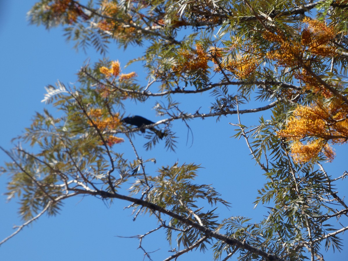 Noisy Friarbird - ML644275222