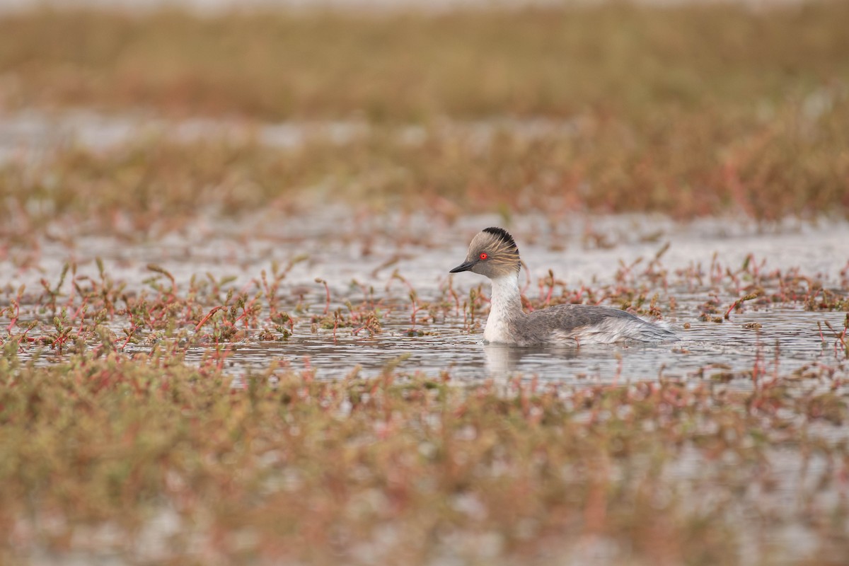 Silvery Grebe - ML644275224