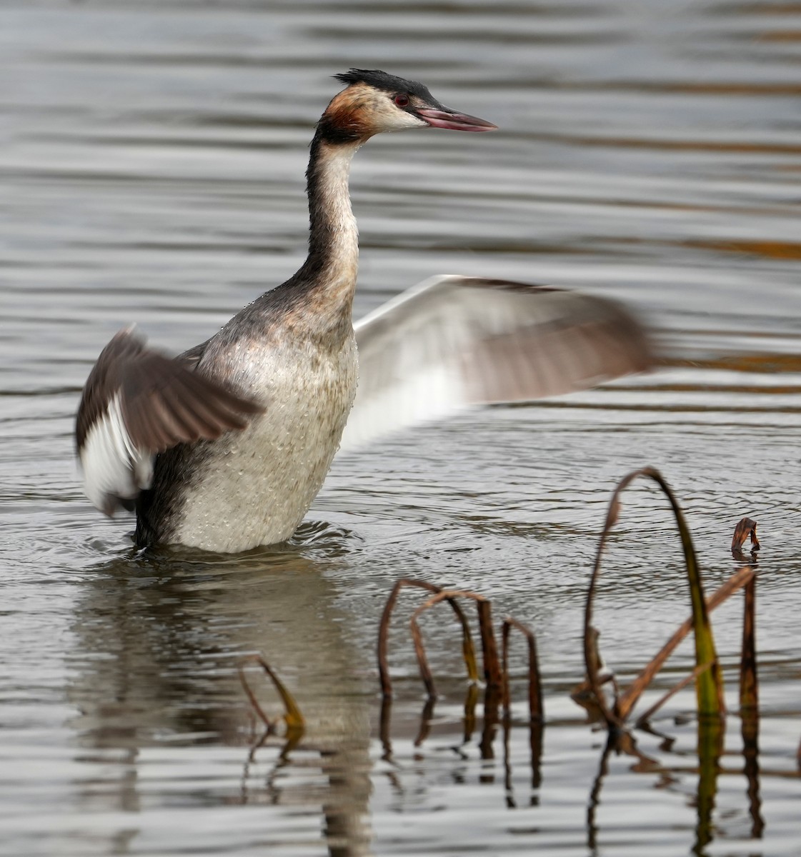 Great Crested Grebe - ML644275231