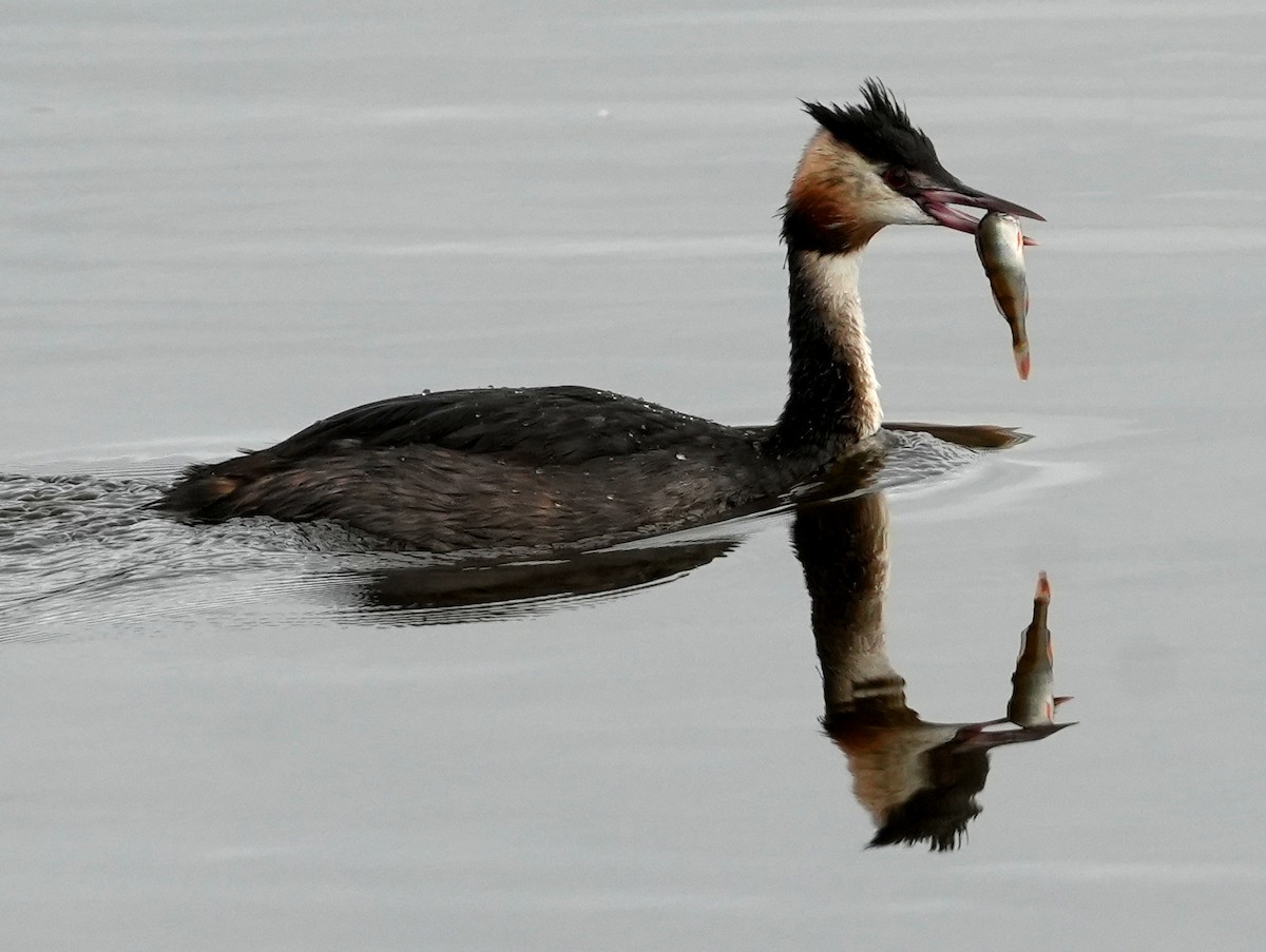 Great Crested Grebe - ML644275232