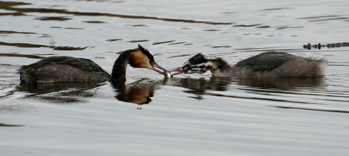 Great Crested Grebe - ML644275233