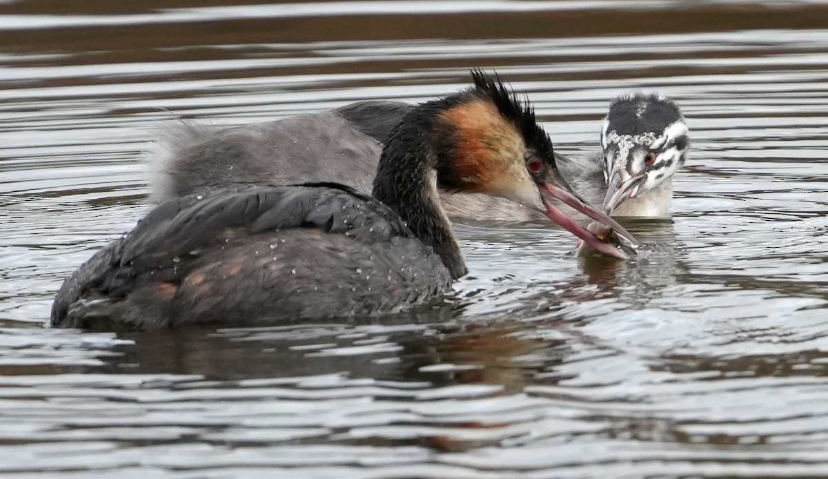 Great Crested Grebe - ML644275234