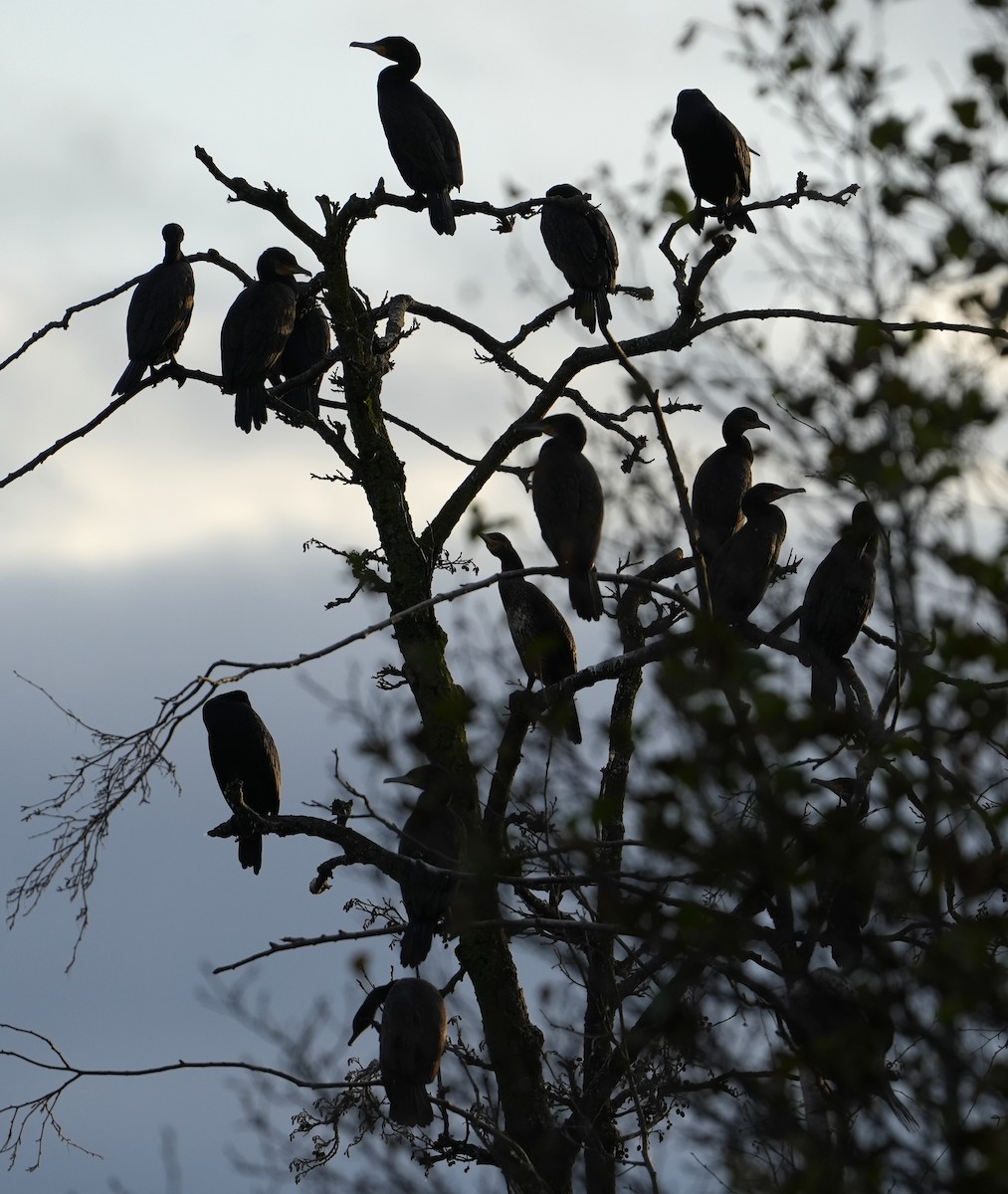 Great Cormorant - ML644275240