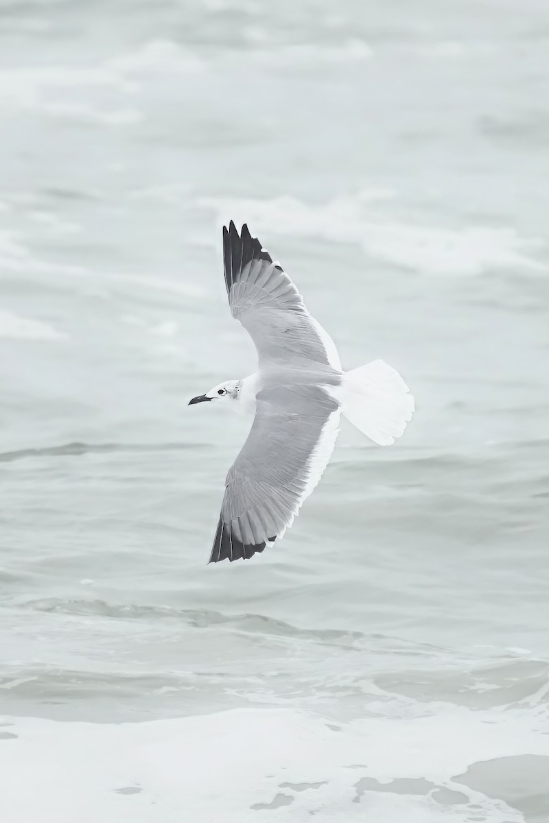 Ацтекская чайка - ML644275243