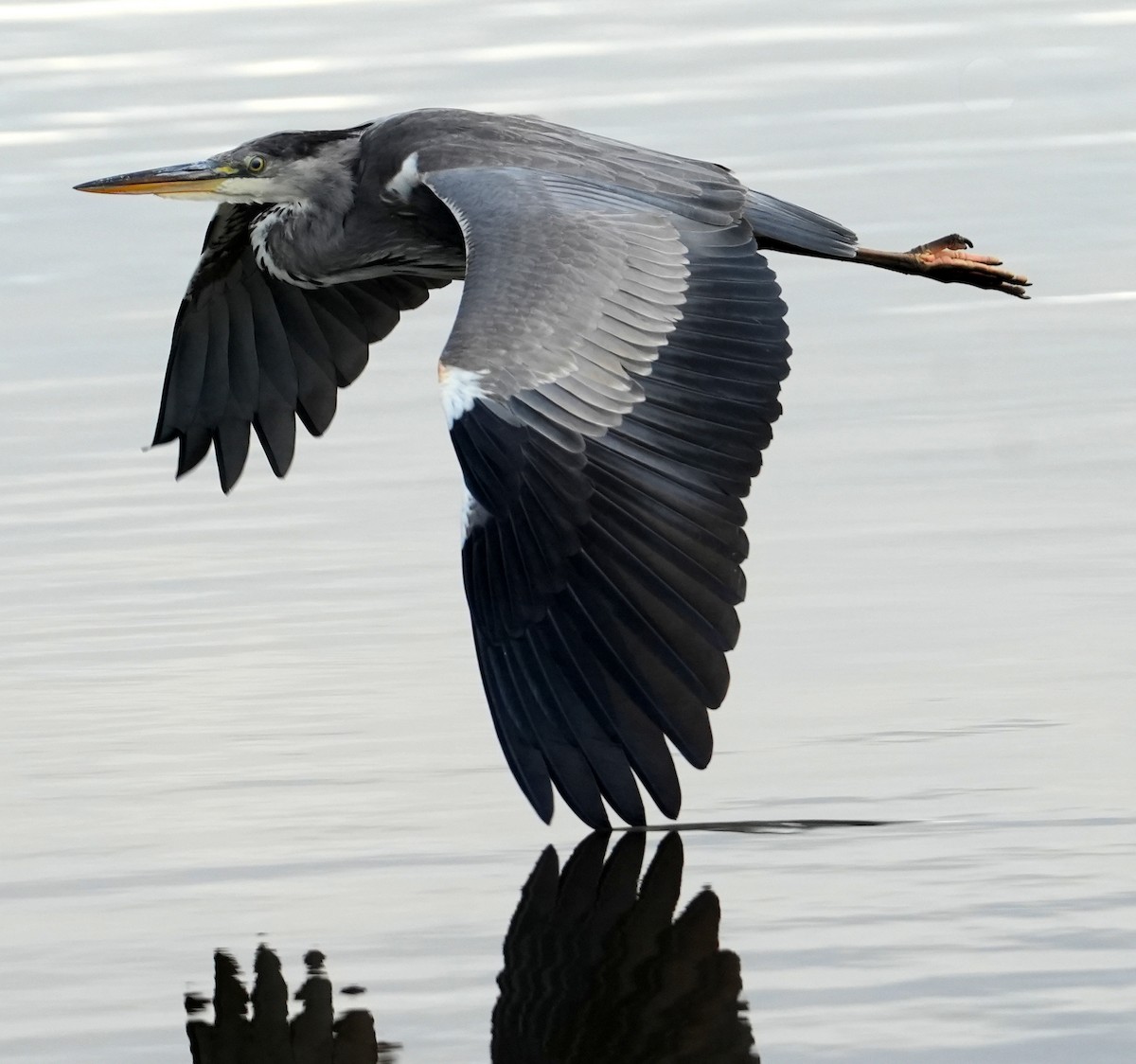 Gray Heron - ML644275244