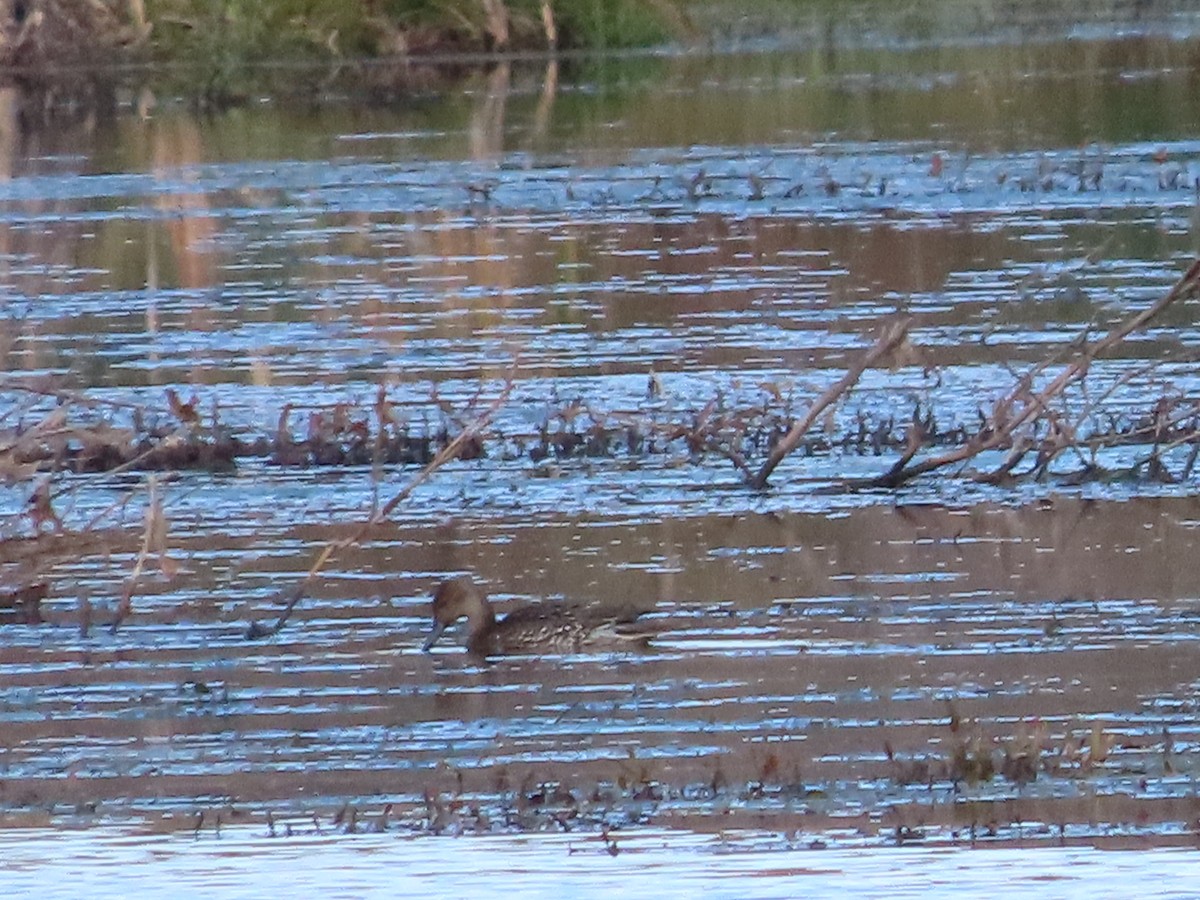 ostralka štíhlá - ML644275249