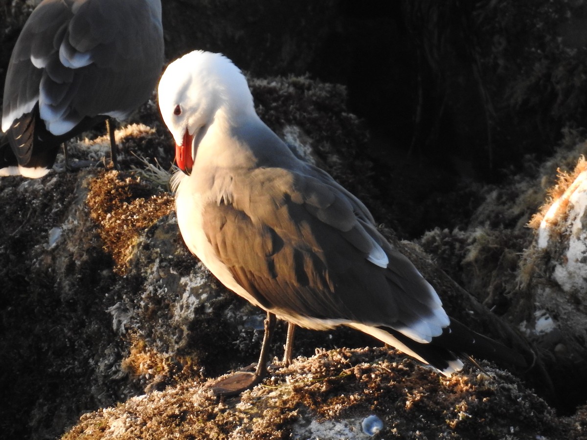 Heermann's Gull - ML644275250
