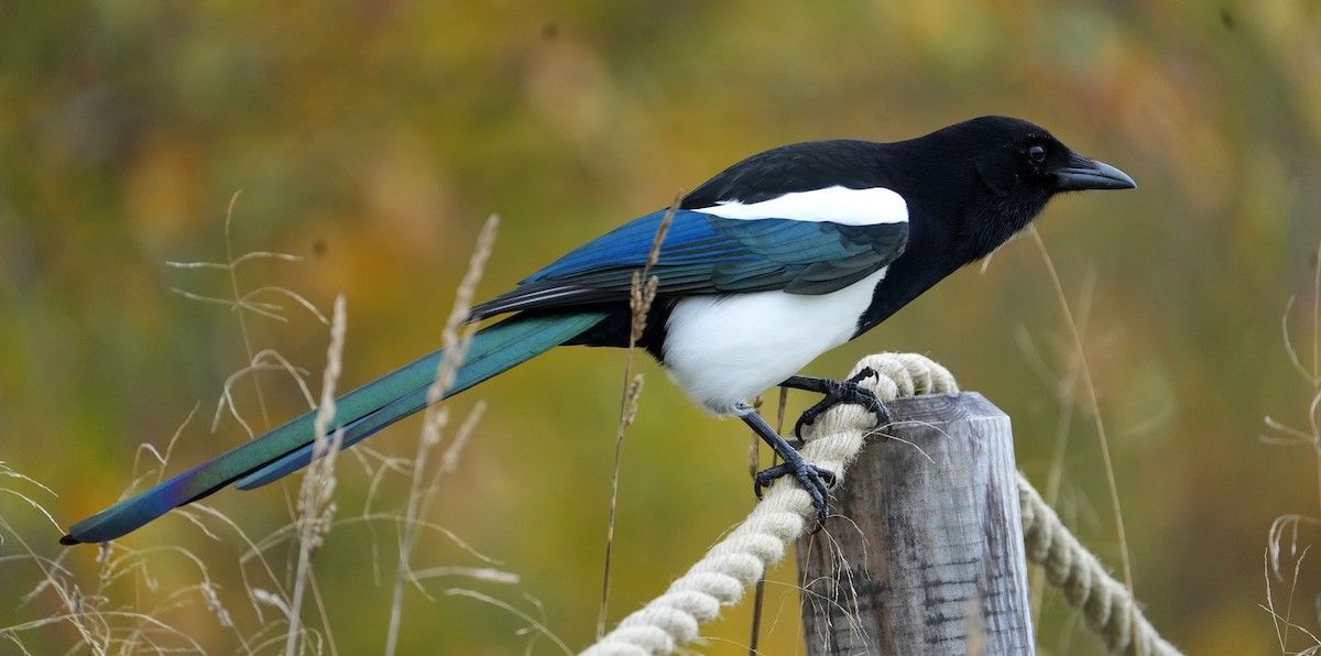 Eurasian Magpie - ML644275252