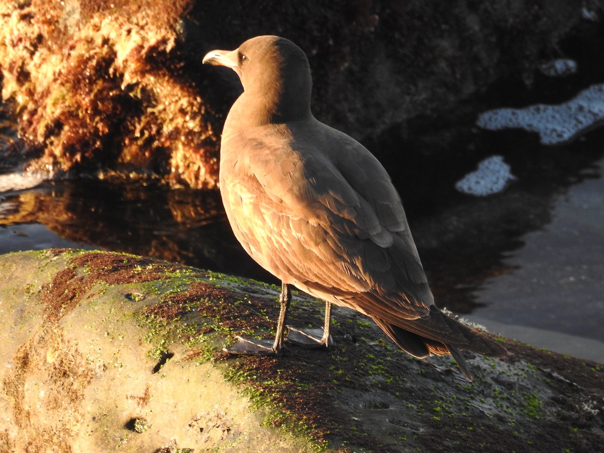Heermann's Gull - ML644275254