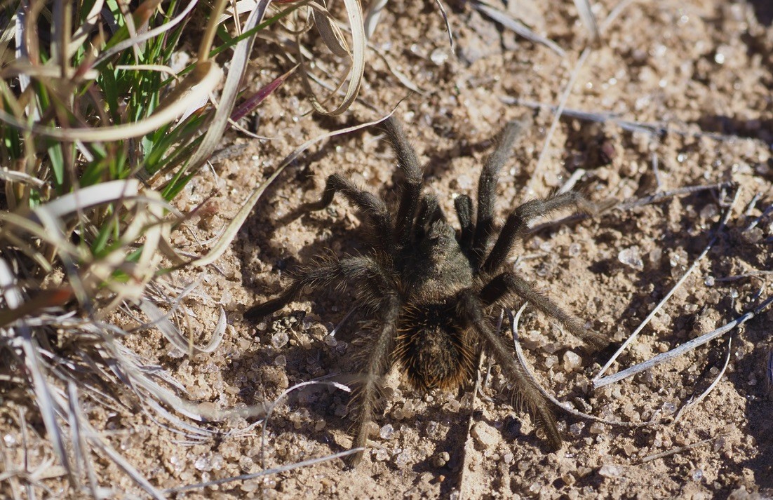 Grand Canyon Black Tarantula - ML644275255