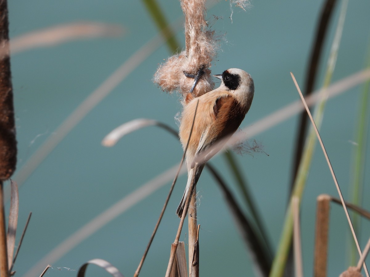 pungmeis - ML644275257