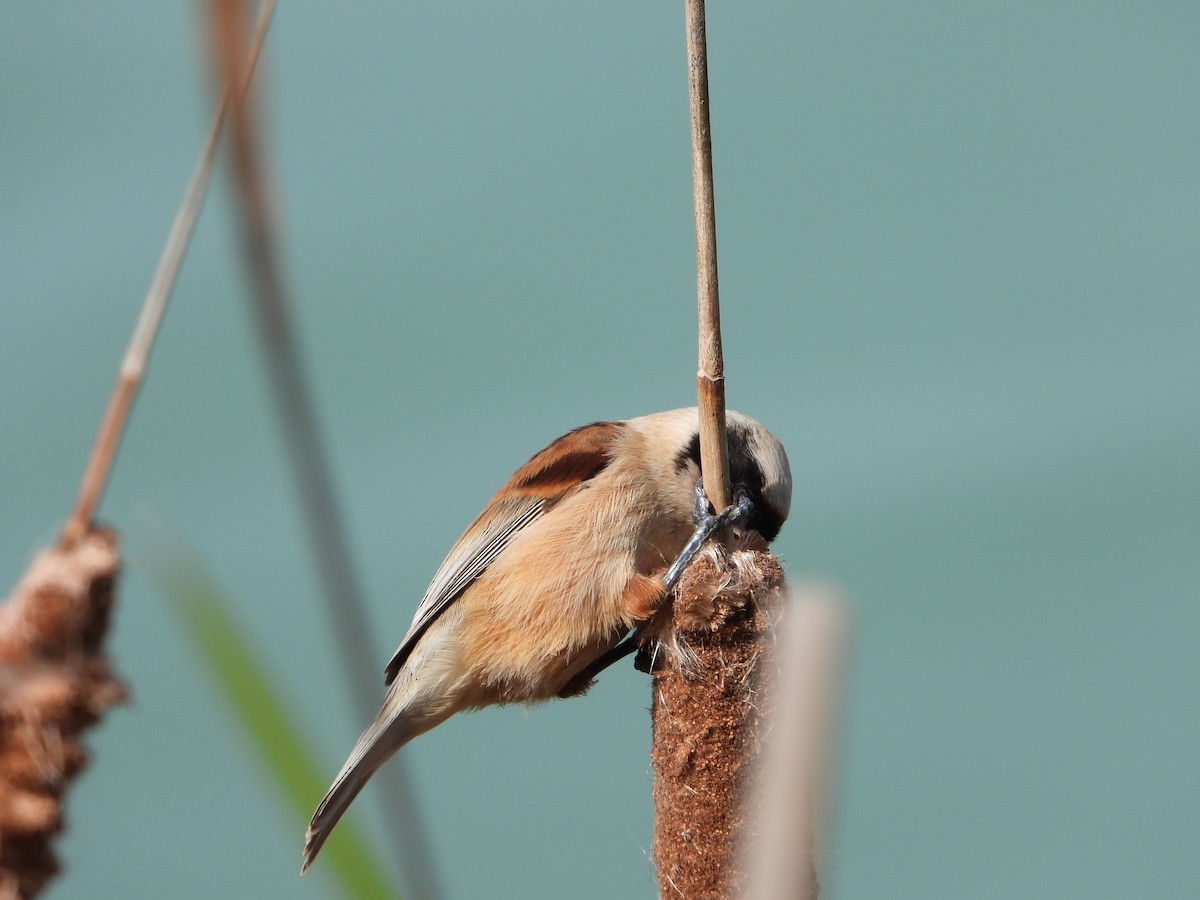 pungmeis - ML644275258