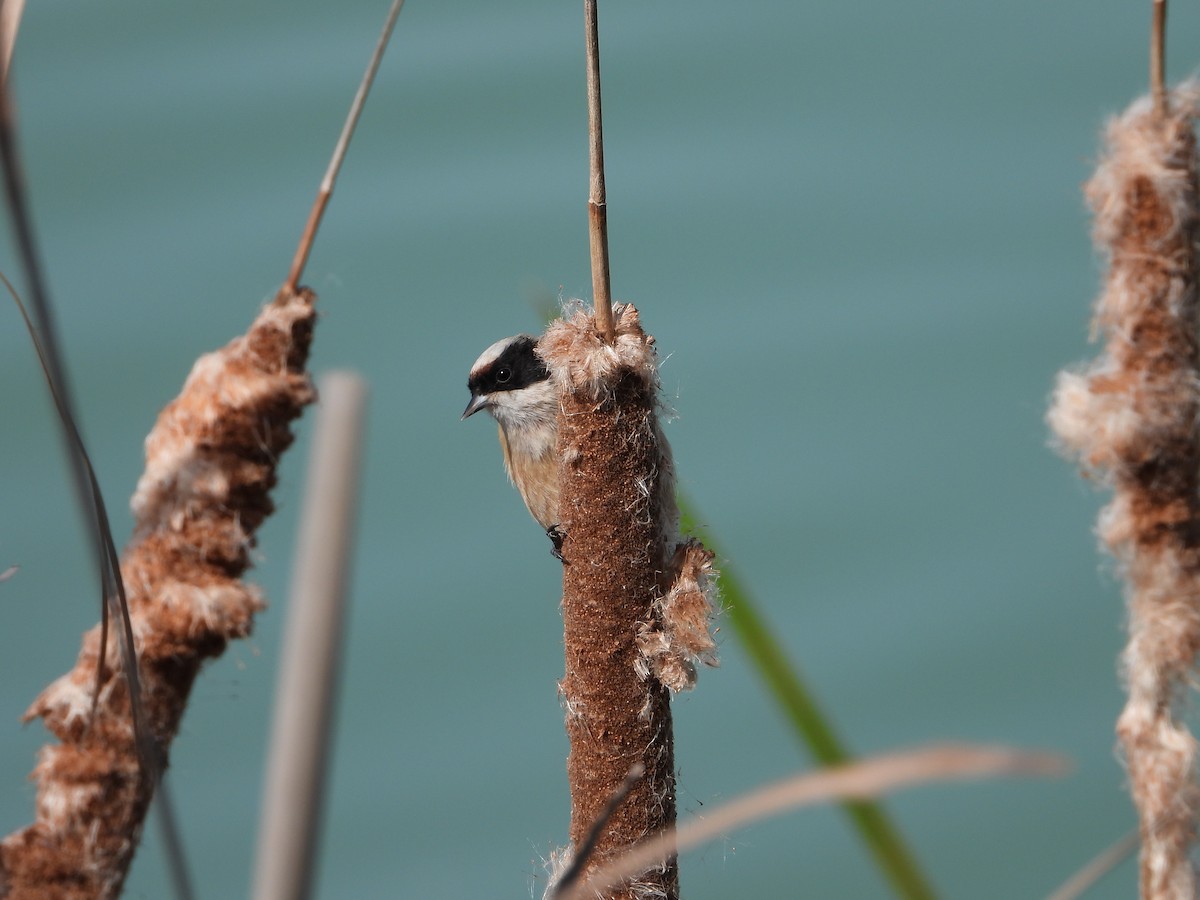 pungmeis - ML644275259