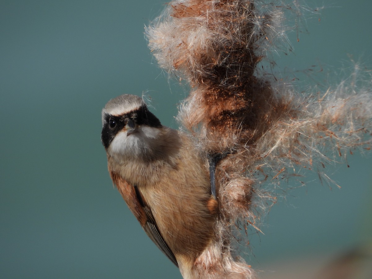 pungmeis - ML644275260