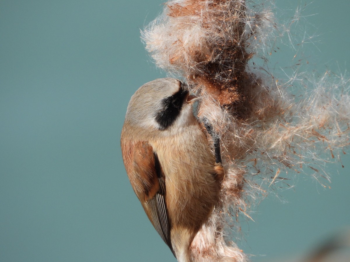 pungmeis - ML644275262