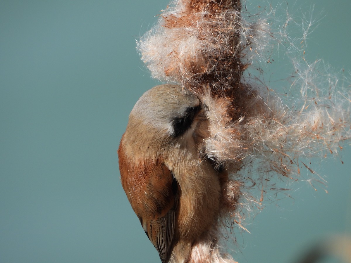 pungmeis - ML644275263