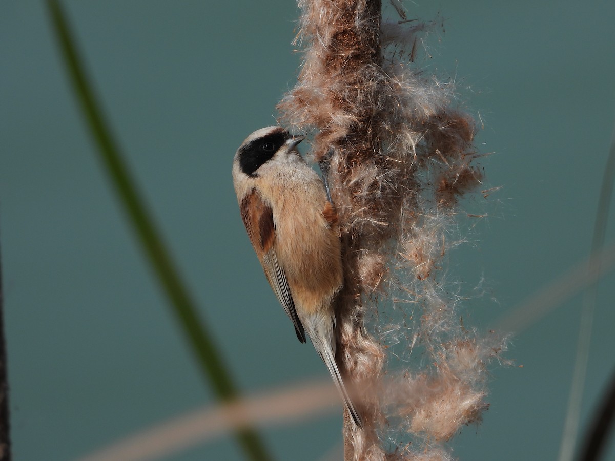 pungmeis - ML644275264