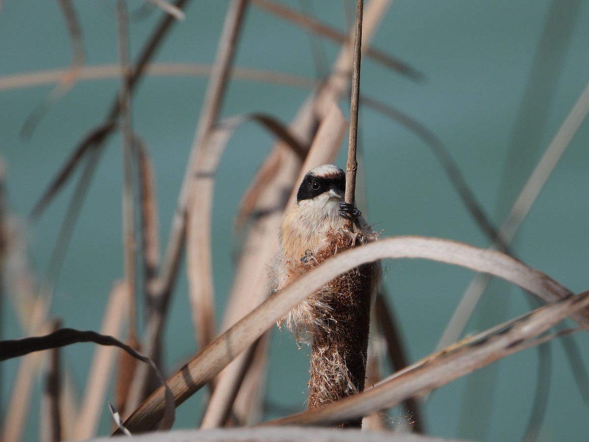 pungmeis - ML644275265