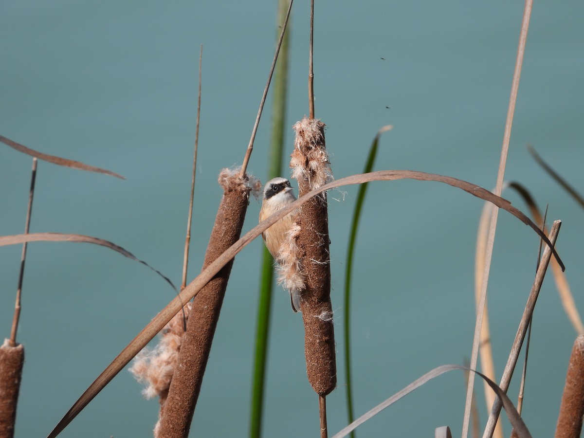 pungmeis - ML644275266