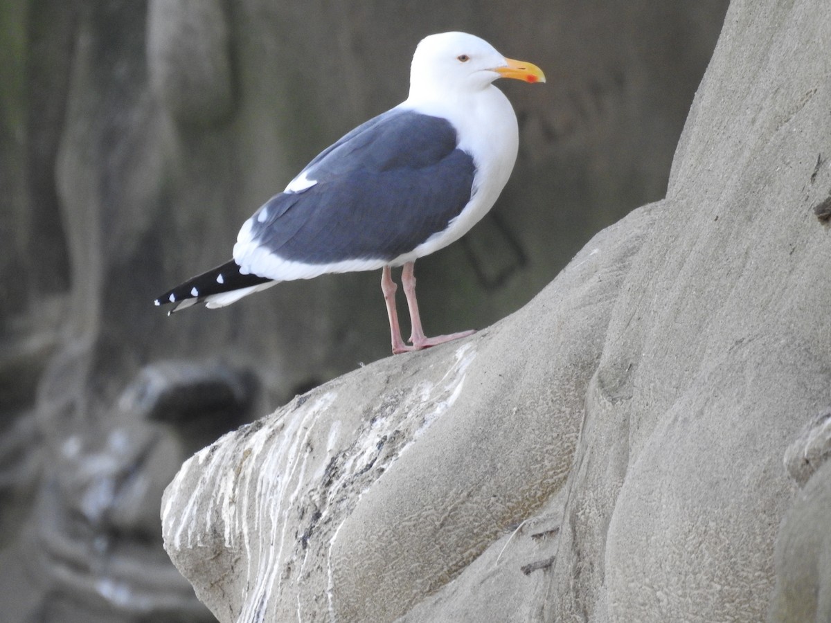Western Gull - ML644275271