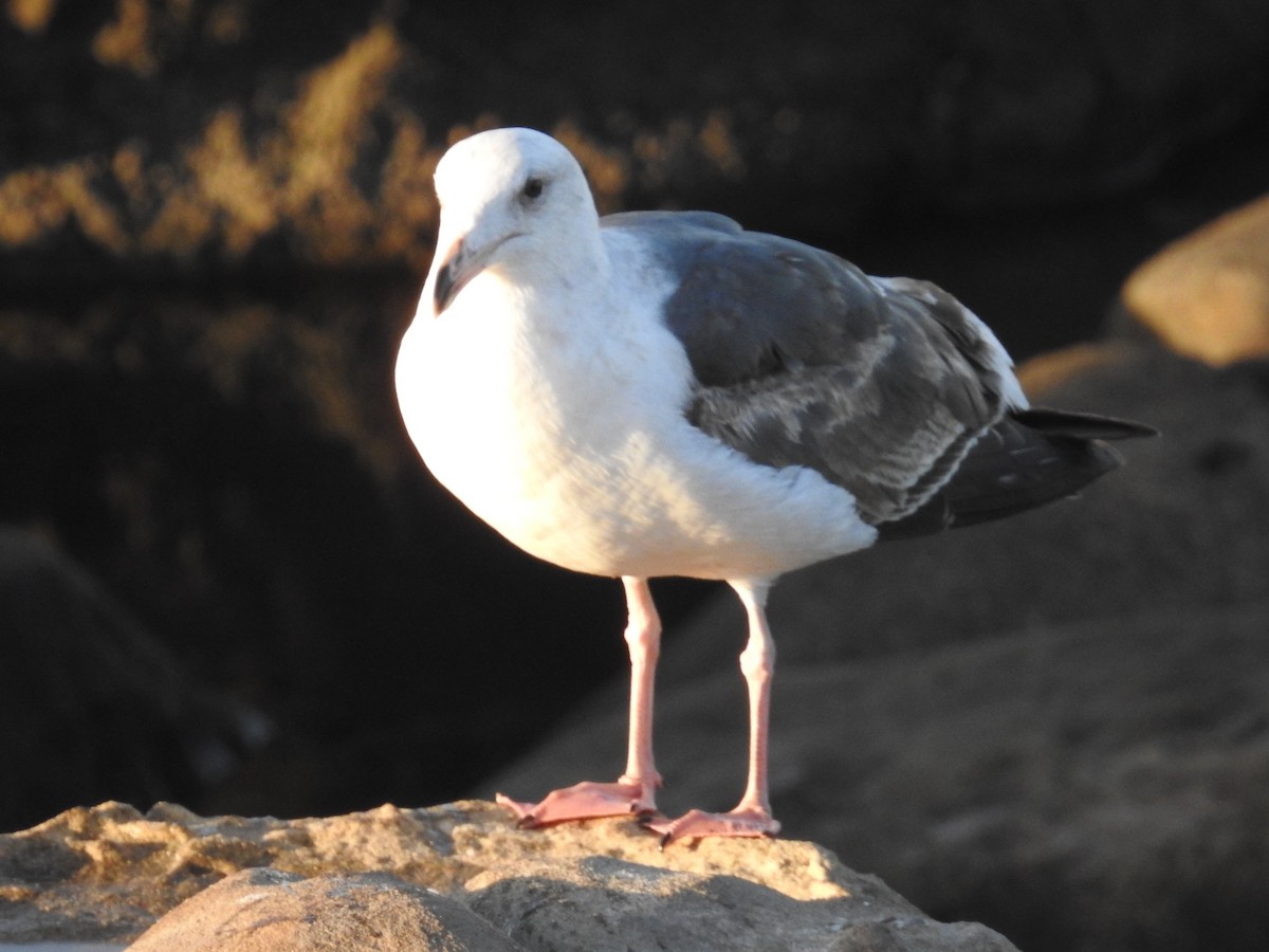 Western Gull - ML644275282