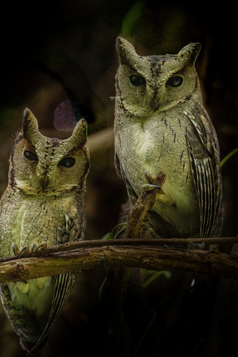 Indian Scops-Owl - ML644275291