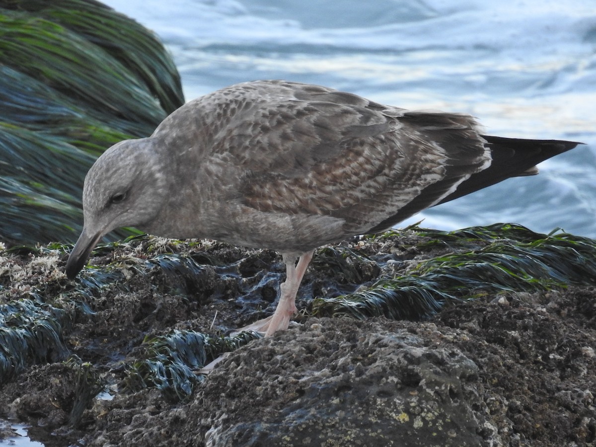 Western Gull - ML644275297