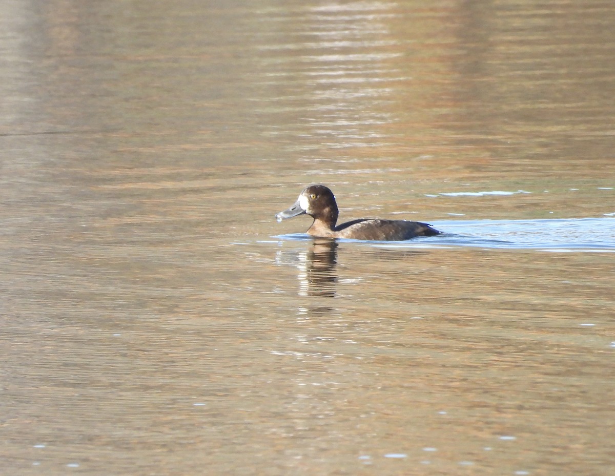 Fuligule milouinan - ML644275302