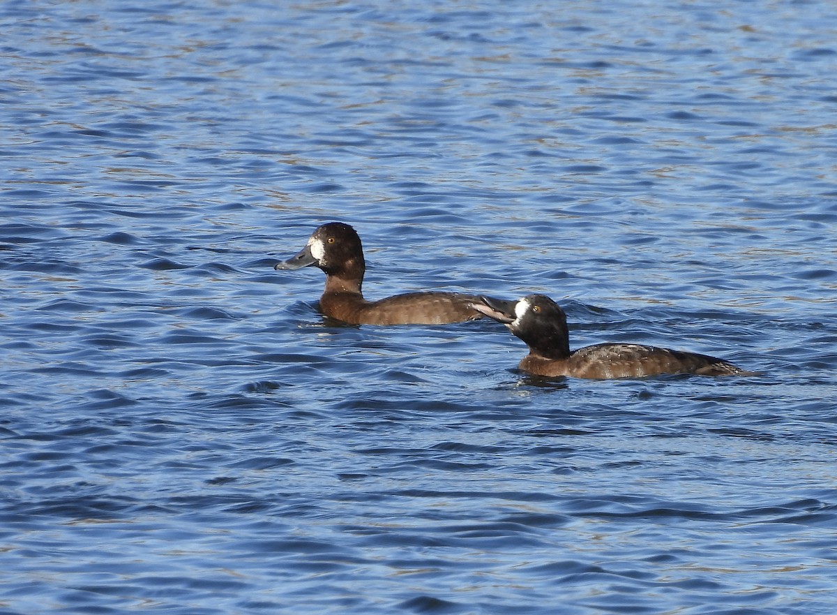 Fuligule milouinan - ML644275303