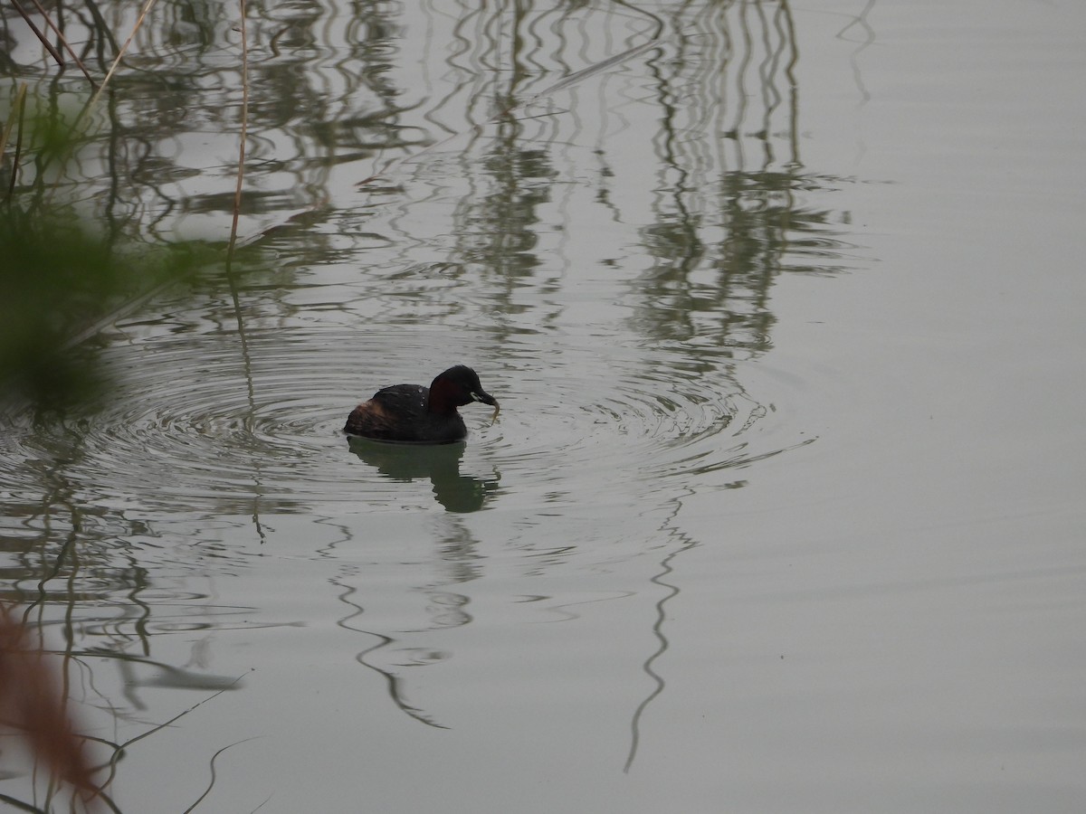 Хурган шунгуур - ML644275304