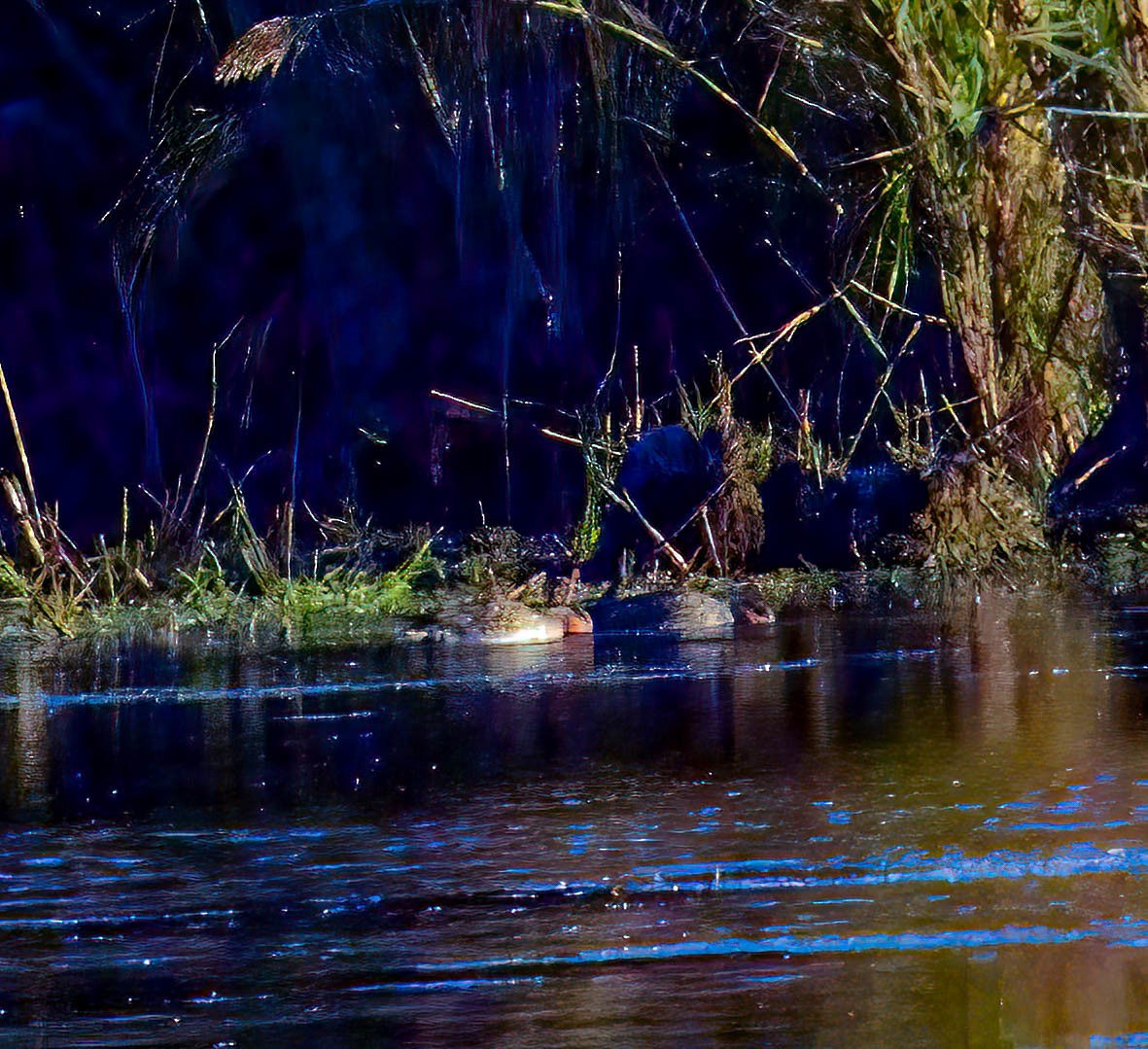 Ногоохон нугас - ML644275305