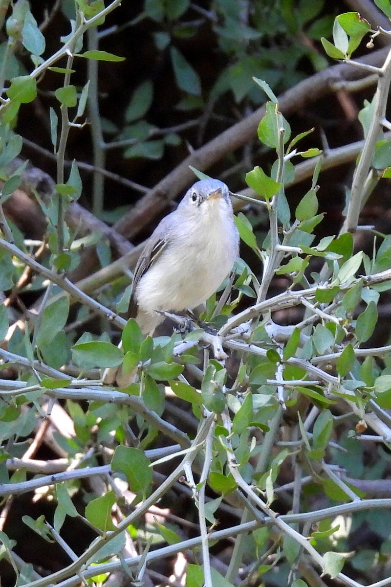 Blue-gray Gnatcatcher - ML644275311