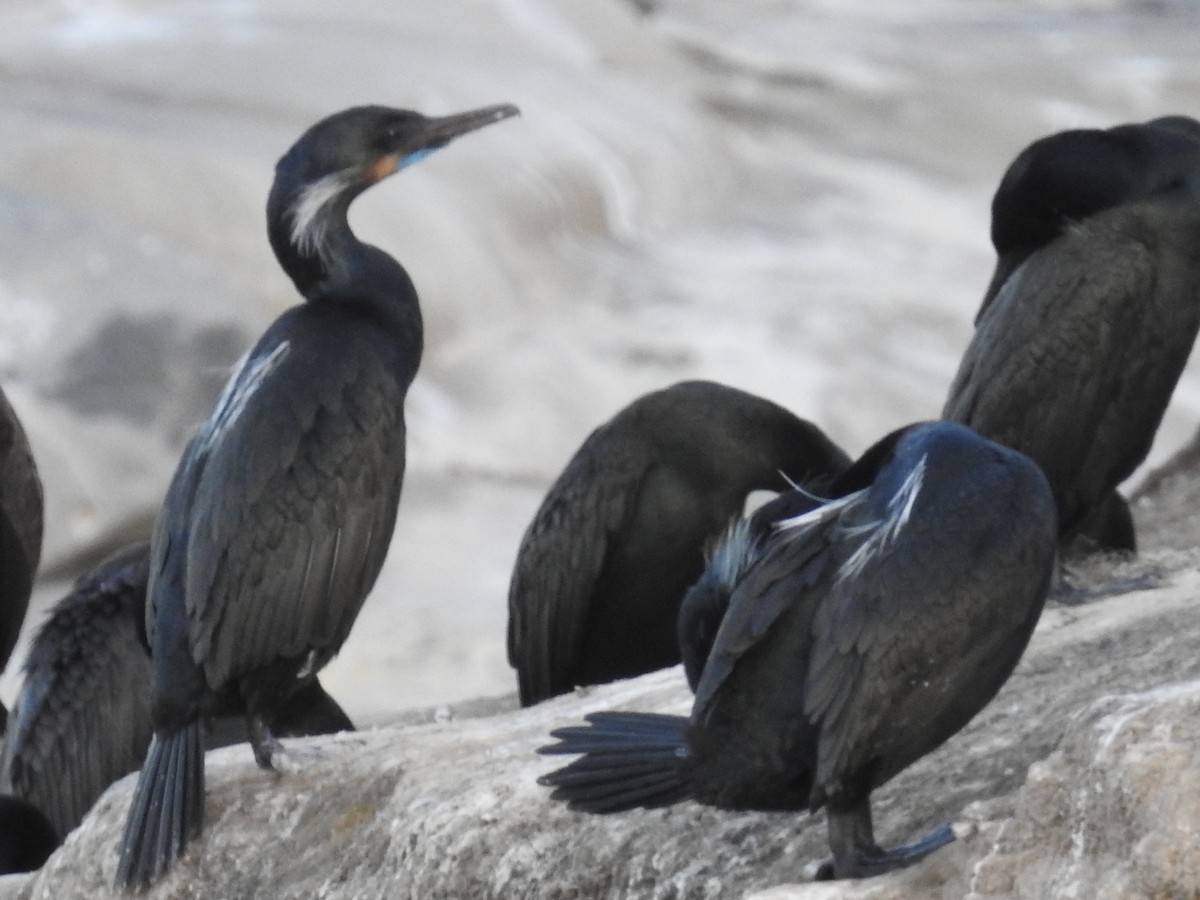 Brandt's Cormorant - ML644275313