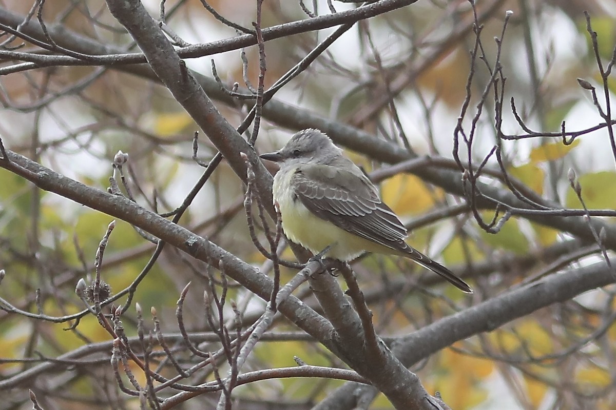 Western Kingbird - ML644275314