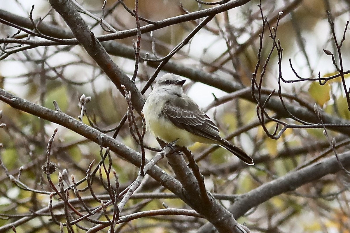 Western Kingbird - ML644275317