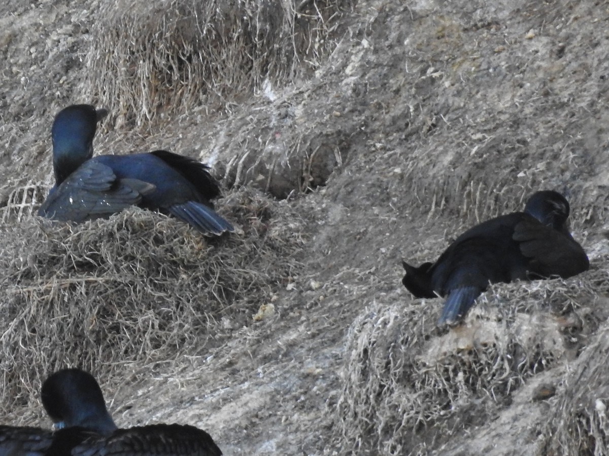Brandt's Cormorant - ML644275323