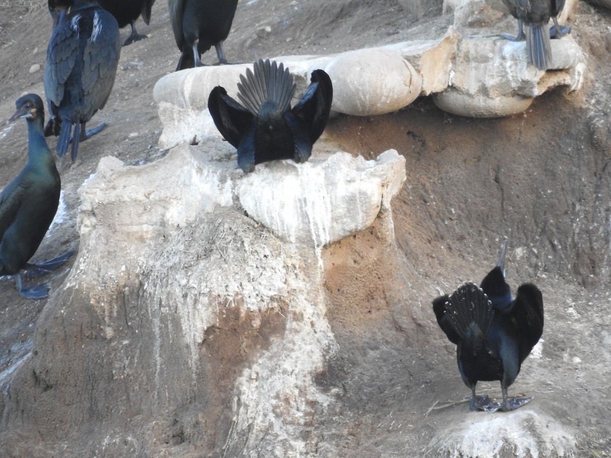 Brandt's Cormorant - ML644275331